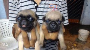 Two White-and-black Pugs