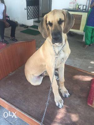 1.5 yrs old Great Dane dog (scooby) for mating.