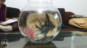 1 fish bowl with 2 fish & 1kg colour full stone n
