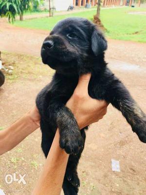 1 month Neapolitan mastiff puppy pure breed 1st vaccination