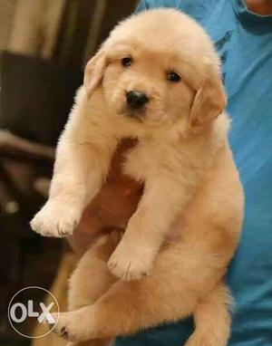 100% pure Golden retriever male puppy for sell