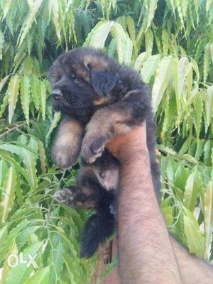 11 German Shepherd male and female puppies 11