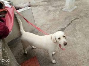 12 month femail puppy puer white and very show pice