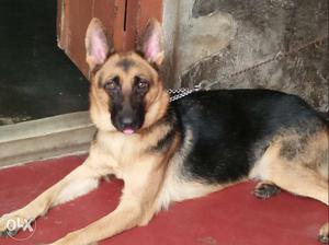 13 months old gsd female