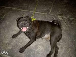 16 months old Pug female for sale