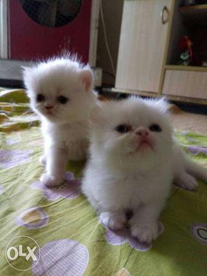 2 kittens Persian 8k & one kitten  White