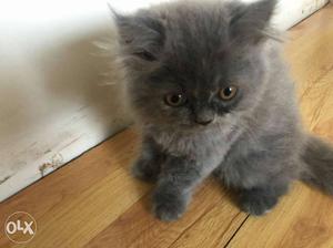2 month ki Persian kittens & cats Sale krna