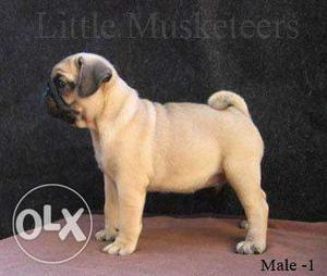 2 months old healthy Silver Fawn PUG dog for sale near