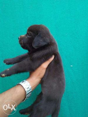 22 High quality Labrador puppy 22