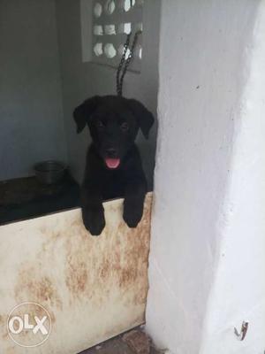 2nd vaccinated 74days pups for sale-tirunelveli