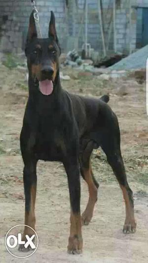30 day old Doberman male & female puppy available