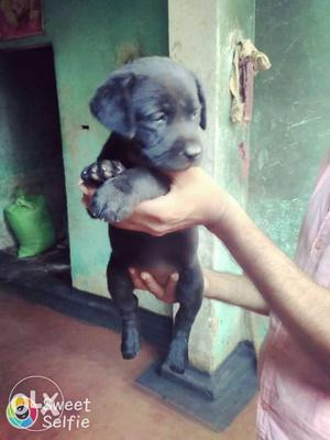 .4.Female Golden or black puppy sot tal very nice.