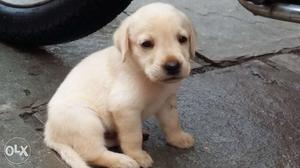 40 Days Labrador puppy sell