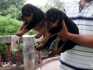 40 day old Rottweiler male & female puppy available
