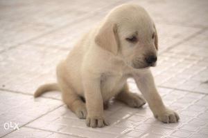 40 days old Labrador puppy for sale