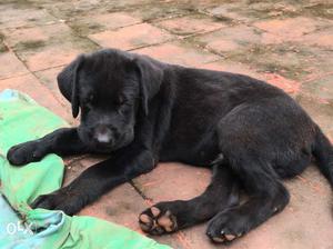 45days labrador male puppy black with certificate
