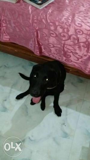 5 month old my black Labrador full energy