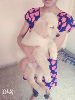 5 months old golden retriever female puppy