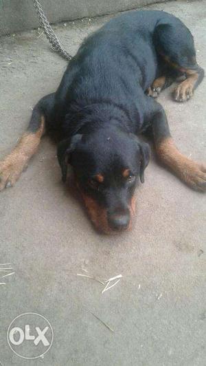 6 month old rott weiler for sale