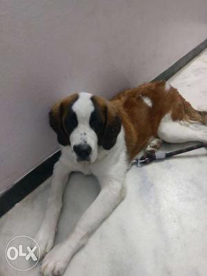 6 months old St. Bernard female. Name is Steffy