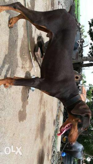 8 month old Doberman dog for sell.