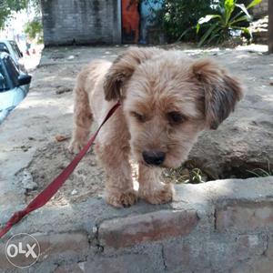 8 month old Lhasa apso sunder male available