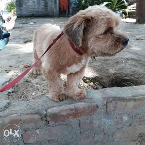 8 month old Lhasa apso sunder male puppy available Delhi