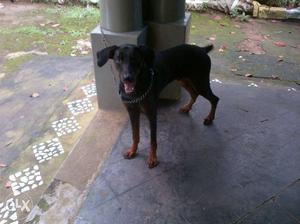 8months old active male Doberman pincher for