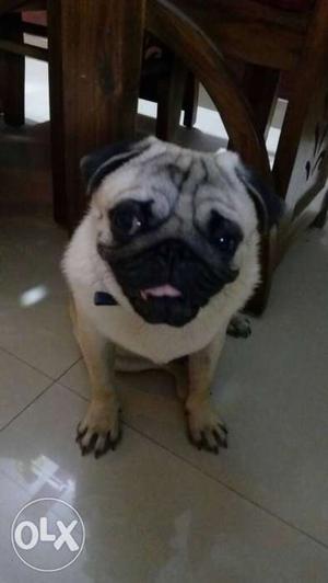 A cute 9 month pug..healthy and vaccinated..