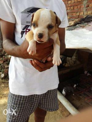 A gOod quality Pitbull Male ReadY for sale At a