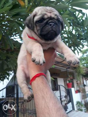 A1 quality of pug available in vadodara We r here