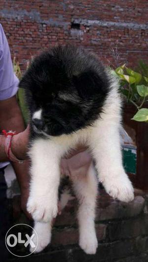 Akita male and female puppies available in