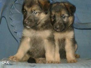 All breed puppys for sale mudappallur palakkad