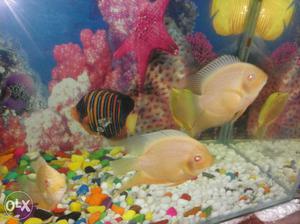 All fishes Sale... 3 Shivram 6 ' Inch Nd 2