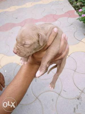 Am bully pup 20 days old 100/ pure and active and
