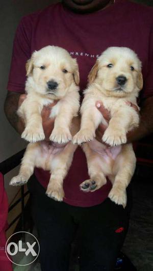 Amazing pet point all dogs puppies available in