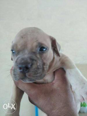 America bully pup for sale 1 month old