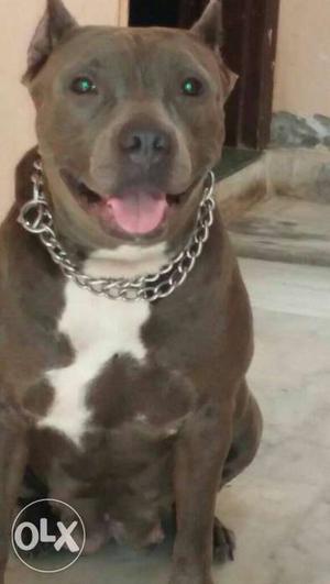 American Bully Female For Sale
