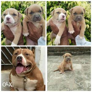 American Bully Puppies for sell