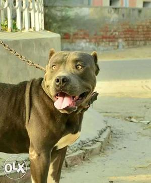 American Pitbull Terrier Pup Sale In