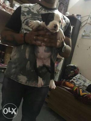American bully and american bully pup male  female