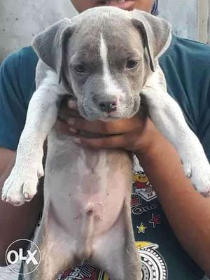 American bully dax blood line for sale age 55 days