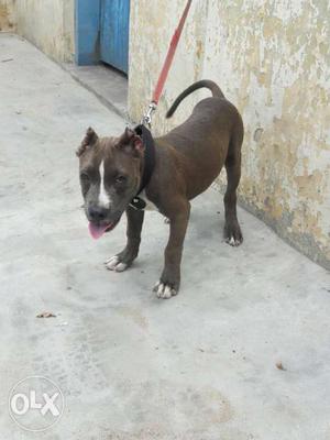 American bully female fix price 3 mnth 10 days