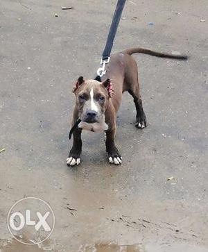 American bully standard size female 3 mnth 10