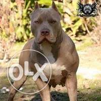 American pit bull terrier puppy available in lodhimajra