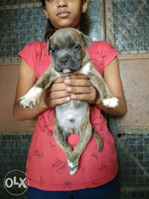 American pittbull puppies Only At Agra Dog Bazaar