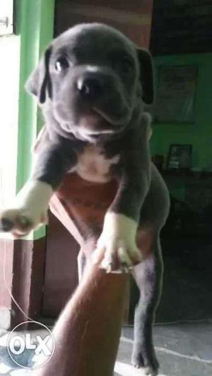 Americn bully male femle puppy sale show quality