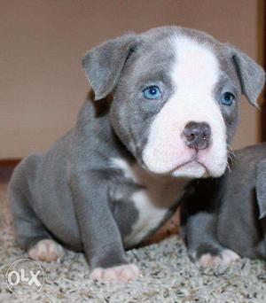 Amrican pitbull male and female pup avilable in sweet kennel