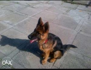 Angulated short coat gsd male puppy 6 month