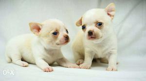 Apple Head Chihuahua Male Puppies For sale in